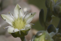 Graptopetalum mendozae